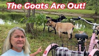 The Goats are Out