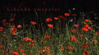 LIBANDO AMAPOLAS  Microdocumental. Video arte