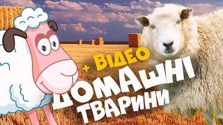 ДОМАШНІ ТВАРИНИ з відео та звуками тварин Розвиваючі мультики для дітей українською мовою