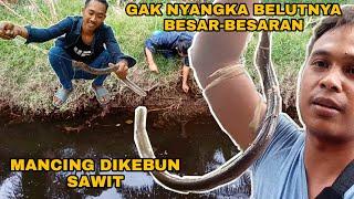 Mancing belut spot kebun sawit meluangkan waktu libur memancing belut di kebun sawit