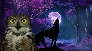 wolves howling sound wolf sound owl hooting owl hoot owl sound effect