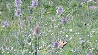 Eastern tiger swallowtail butterflies on Dipsacus fullonum  Wild teasel