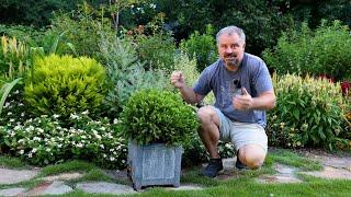 Lots of Dwarf Evergreen Low Maintenance Shrubs for Foundation Planting