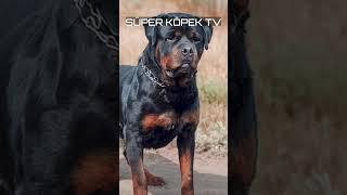 Rottweiler Yavrusu Davranış Problemleri #shorts #short #rottweilerpuppy #rottweiler  #dog #köpek