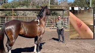 From Dangerous to Docile Rehabilitating a Horse That Attacked Its Owner