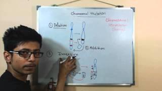 Chromosomal mutations  deletion mutation