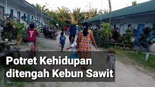 Potret Kehidupan di tengah perkebunan Sawit