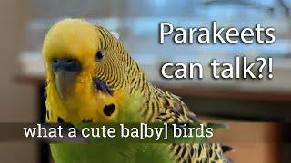Budgie talks kindly of himself by saying cute little baby bird
