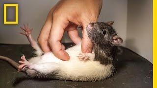 See What Happens When You Tickle a Rat  National Geographic