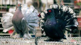 10 Most Beautiful Fancy Pigeons Collection  Indian Pigeon Breeds  World Unique Amazing Pigeon Farm