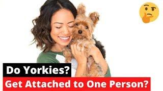 Do Yorkies Get Attached To One Person?