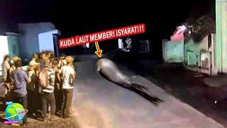 Tak Betah di Laut Gajah Laut Raksasa Lari Ke Pemukiman Penduduk Puluhan Orang Menggiringnya Balik