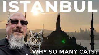 Why So Many Cats? Istanbul The City of Cats