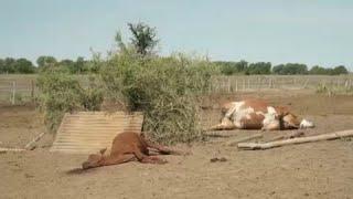 Dürre in Argentinien Die Kühe sterben massenweise