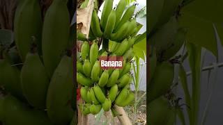 Banana + Papaya