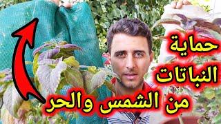 سأخبركم ب 3 أسرار يتّبعها أصحاب المشاتل لحماية نباتاتهم من شمس الصيف  #1