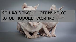 Кошка эльф — отличие от котов породы сфинкс