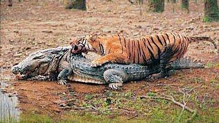 Most Incredible Wild Animal Battles Caught On Camera 