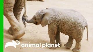 This Baby Elephant Is Learning How To Use Her Trunk  The Zoo San Diego