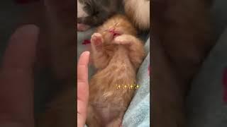 ￼ Tickle Tickle #shorts #tiktok #cat #kitten