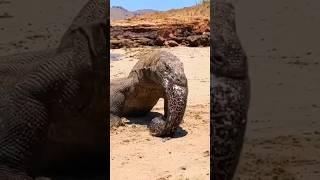 KOMODO DRAGON #animals #komodo #ntt #monitorlizard #labuanbajontt