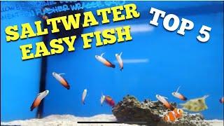 Top 5 Easy Saltwater Fish