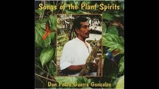 Songs Of The Plant Spirits - Don Pedro Guerra Gonzales