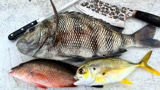 Fat Toothy Sheepshead and Snapper Catch n Cook