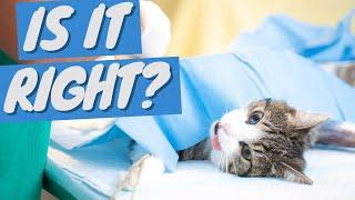 Is Spaying and Neutering Your Cat Good?