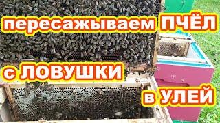 ПЕРЕСАЖИВАЕМ пчел с ЛОВУШКИ в УЛЕЙ  Как пересадить рой пчёл с ловушки в улей 