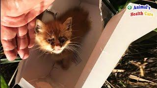 What was I born for? Tearful End of Little Kitten After Abandoned by Owner