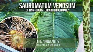 Pulling up a Sauromatum venosum