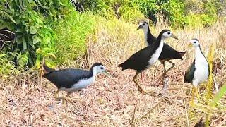 Jerat burung ruak ruak dengan jerat gantung #ruakruak #birdtrap