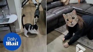 Hilarious moment kittens are freaked out by owner wearing massive cat mask