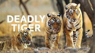 Tracking Down The Disappearing Tigers Of India  Wildlife Documentary