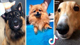 Best Compilation of Funny DOGS & Cute PUPPIES 