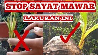 STOP SAYAT MAWAR  Lakukan Tehnik Ini Mulai Sekarang