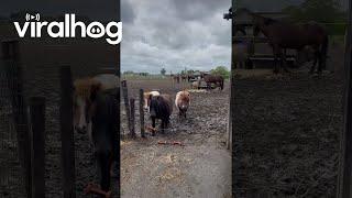 Shetland Pony Patiently Bypasses Electric Fence  ViralHog