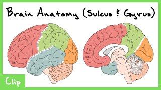 Cortical Structure Of The Brain Explained Sulcus & Gyrus  Clip