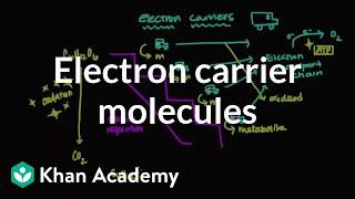 Electron carrier molecules  Biomolecules  MCAT  Khan Academy