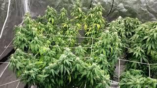 Jack Herer grow