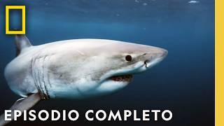 Los Tiburones Más Peligrosos del Mundo ¡Descúbrelos  Nat Geo en Español