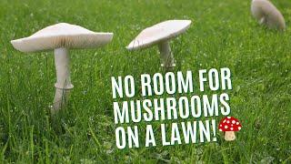 HOW TO DEAL WITH MUSHROOMS ON YOUR LAWN  TRUGREEN LAWN CARE