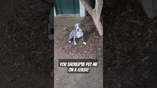 Put your dog on a leash #dog #dogs #dogdad #dogshorts #youtubeshorts #shorts