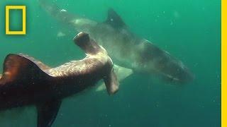 Tiger Shark vs. Hammerhead Shark  National Geographic