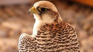 Peregrine Falcon Sounds  Peregrine Falcon Sound Effects  Peregrine Falcon Call  Falcon Noises