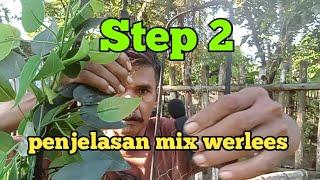 step 2 penjelasan mix werlees