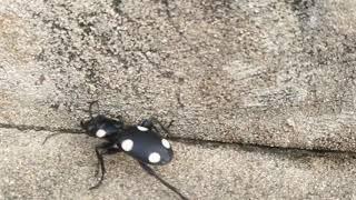 six spotted ground beetle