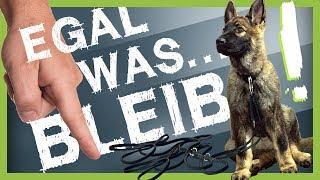 Wie Du deinem Hund BLEIB beibringst egal was passiert