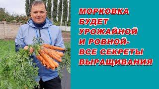 Выращивание урожайной морковки от А до Я- самые полезные советы.